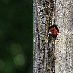 Red-Headed Woodpecker