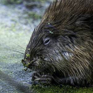 Muskrat