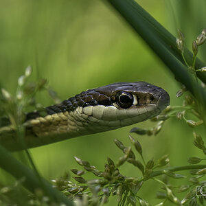 Ribbon Snake