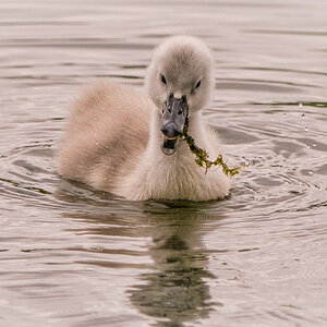 Cygnet