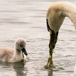 Mute Swan & Cygnet