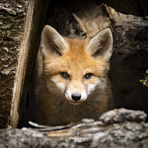 Little Fox in the wild I