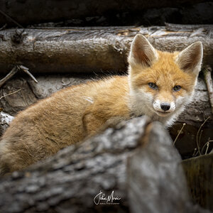 Little Fox in the wild II