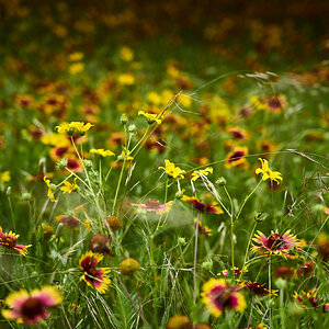 WIld flower color and more.