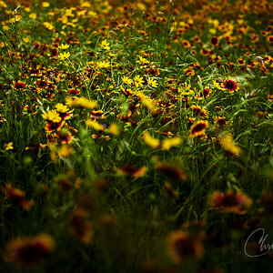 WIld flower colors.