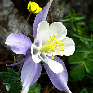 Stunning Columbine