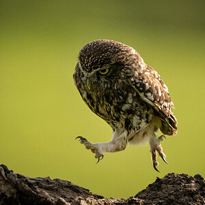 Giant Leap For Owl Kind.jpg