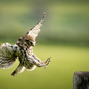 Little Owl Athena Noctua_.jpg