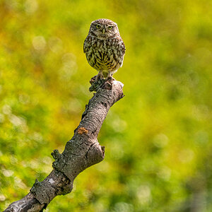 Little Owl.jpg