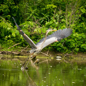 Great Blue Heron