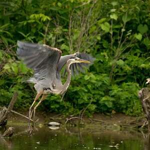 Great Blue Heron takes flight