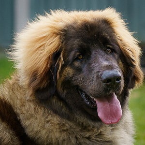 Fraggle the Leonberger