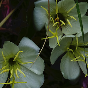 Tuffed (Stemless) Evening Primrose.jpg