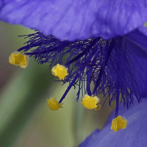 Wild Prairie Spiderwort Stamen