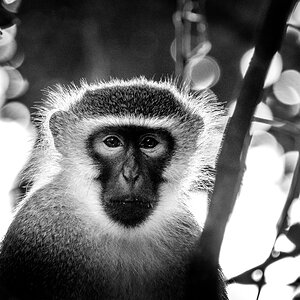 Vervet monkey.jpg
