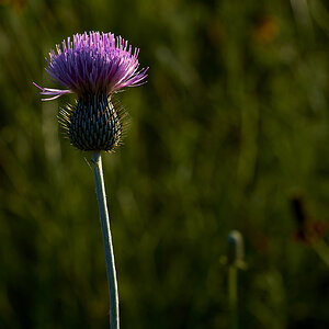 Just a simple thistle