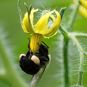 Tomato-5 Bee super-close.jpg