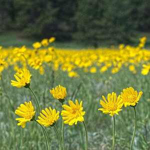 Foothill Arnica v2.jpg