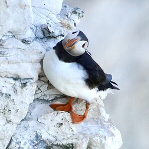 Puffin at Bempton Cliffs