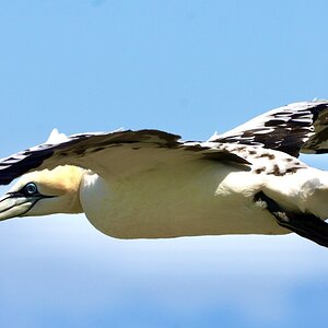 Gannet in flight - Bempton Cliffs RSPB