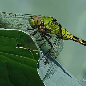 DSC08353-B PondHawk sign.jpg