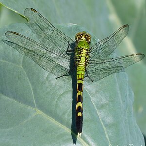 DSC08524-B PondHawk sign.jpg