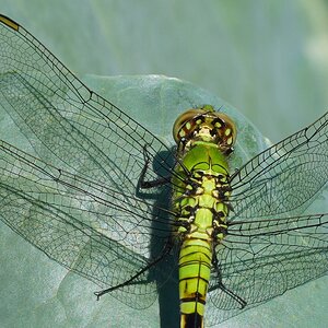 DSC08524-C PondHawk sign.jpg