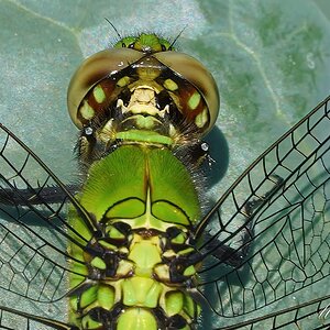 DSC08610-C PondHawk sign.jpg