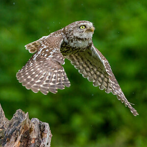 Wildlife At Sheppey (34 of 183)-Edit.jpg