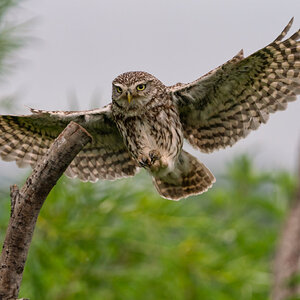 Wildlife At Sheppey (43 of 183)-Edit.jpg