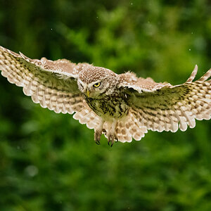 Wildlife At Sheppey (156 of 183)-Edit-Edit.jpg