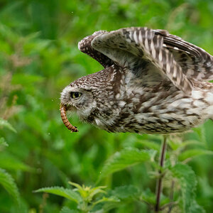 Wildlife At Sheppey (62 of 183)-Edit.jpg