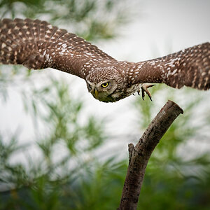 Wildlife At Sheppey Little Owl.jpg