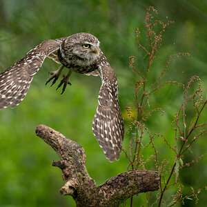 Wildlife At Sheppey (54 of 183)-Edit.jpg