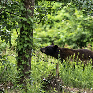 Black Bear Sow