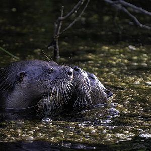 River Otters