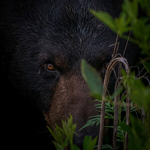 Lurking in the Bushes