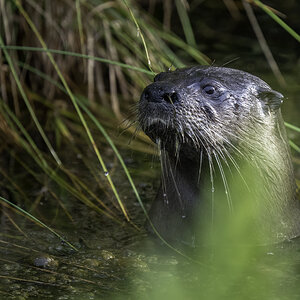 River Otter