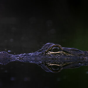 Eastern NC Alligator