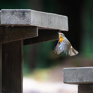 robin_table_flight-4.jpg
