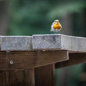 robin_on_table-6.jpg