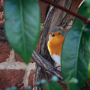 robin_breakfast-7.jpg
