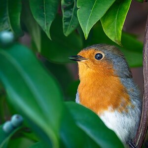 robin_breakfast-8.jpg