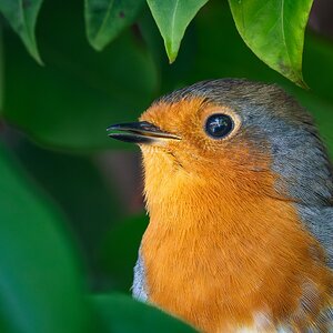 robin_breakfast-9.jpg