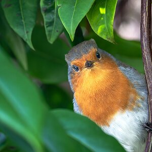 robin_breakfast-10.jpg