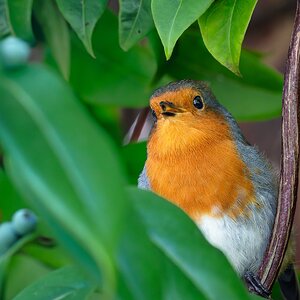 robin_breakfast-11.jpg