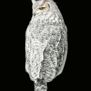 Great Horned Owl