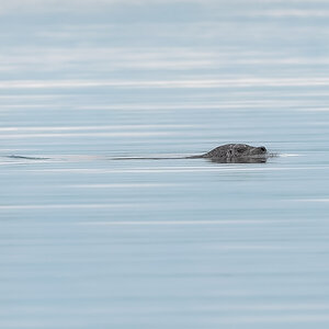 Harbour-Seal_DSC5276.jpg