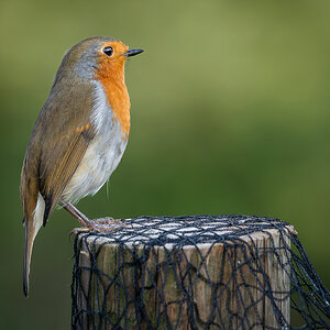 robin_on_perch-13.jpg