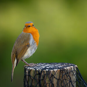 robin_on_perch-14.jpg